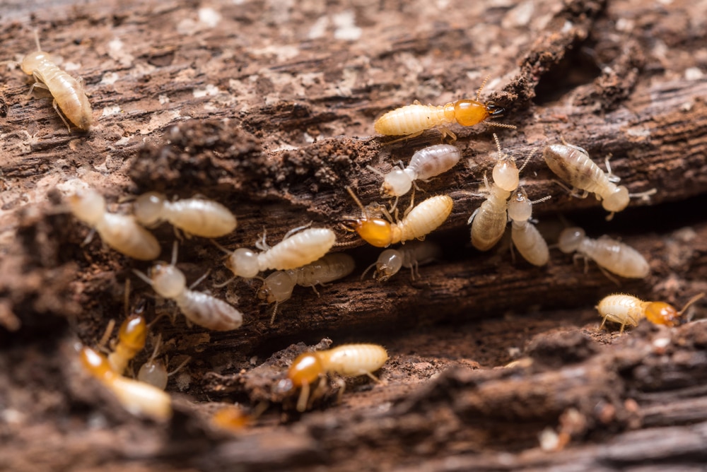 Termite Pest Control